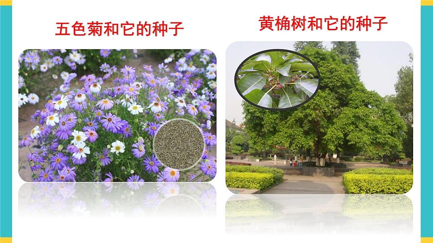 試種一粒籽 課件第7頁