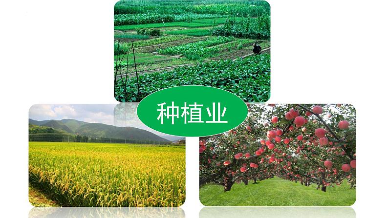 第七课 我们的衣食之源(第二课时)(课件+教案+素材)四年级道德与法治下册05