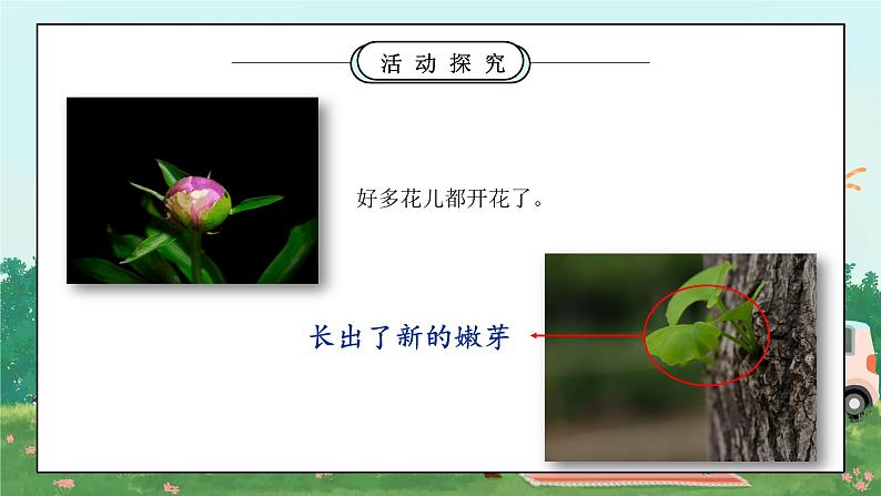 第六课《花儿草儿真美丽》课件第8页