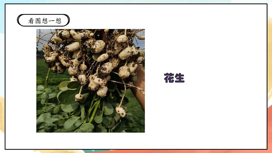 人教部編版道法二年級(jí)下冊 4《試種一粒籽》課件第5頁