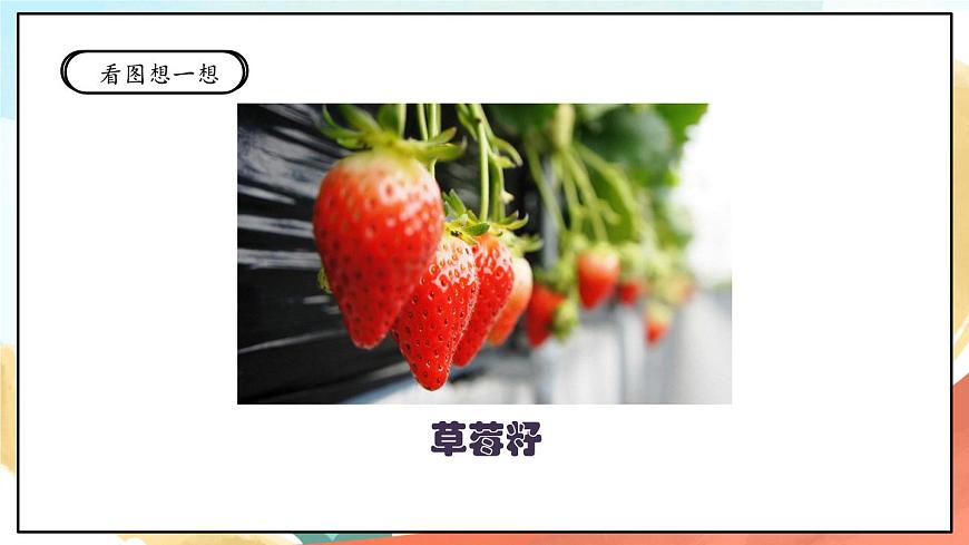 人教部編版道法二年級(jí)下冊 4《試種一粒籽》課件第6頁