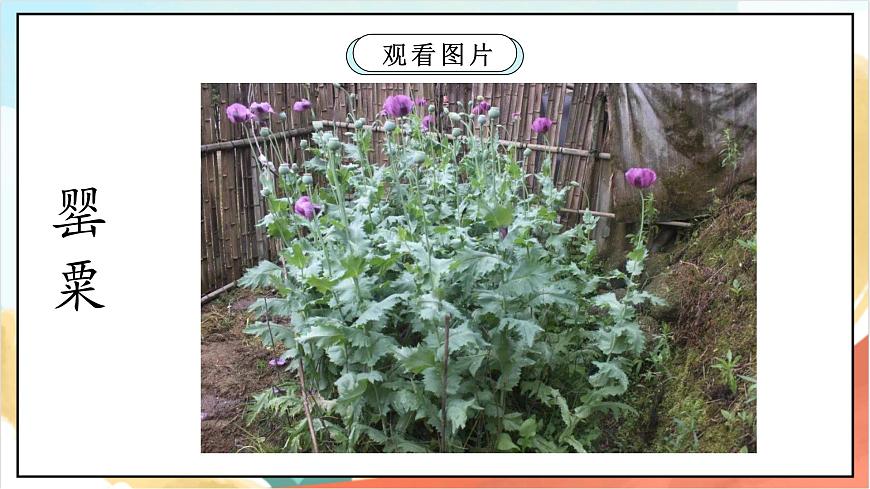 統(tǒng)編版道法五年級(jí)上冊(cè)  3.2 主動(dòng)拒絕煙酒與毒品 第二課時(shí) 課件第8頁(yè)