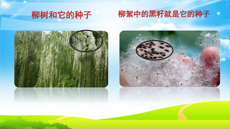 二年级下道德与法治课件二年级下册道德与法治课件-4 试种一粒籽-部编版(共16张PPT)_人教版(2016部编版)第5页