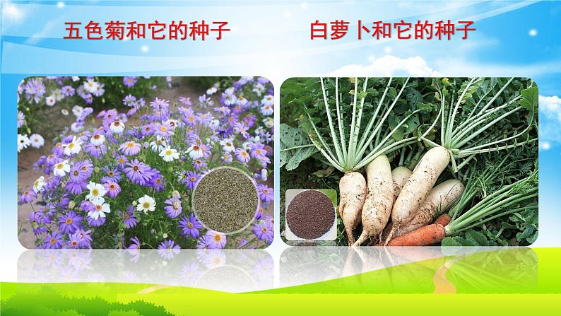 二年级下道德与法治课件二年级下册道德与法治课件-4 试种一粒籽-部编版(共16张PPT)_人教版(2016部编版)第6页