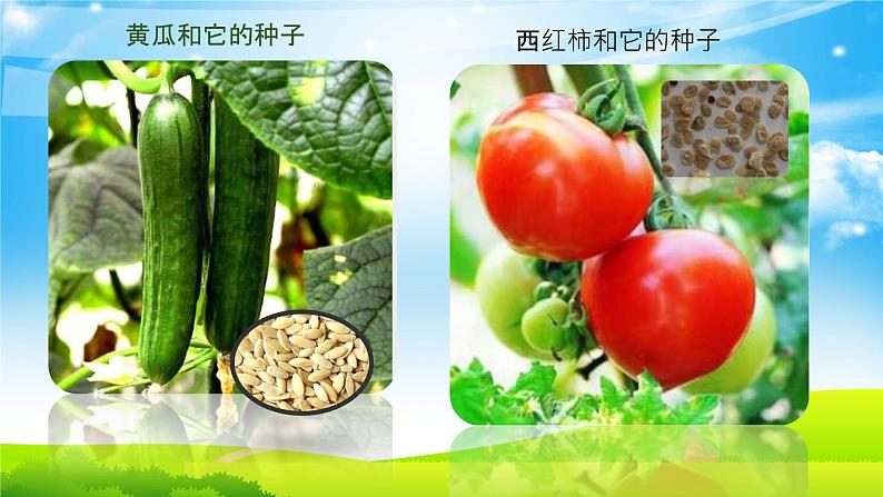 二年级下道德与法治课件二年级下册道德与法治课件-4 试种一粒籽-部编版(共16张PPT)_人教版(2016部编版)第7页