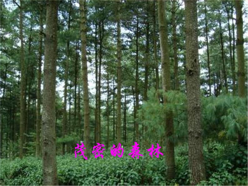 3.1 自然资源的基本特征 (课件+音视频)08