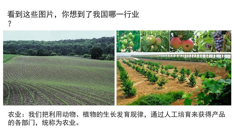 4.2 农业(课时1)-八年级地理上册同步精品课件(人教版)第3页
