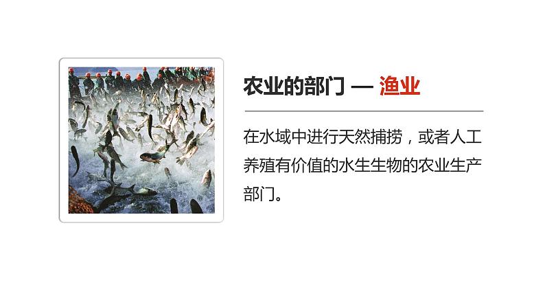 4.2 农业(课时1)-八年级地理上册同步精品课件(人教版)第8页