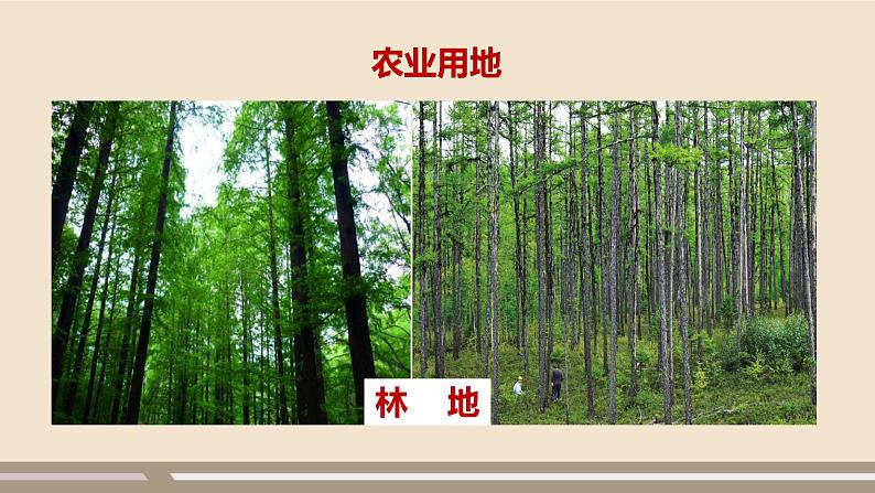 人教版 (新课标) 地理 八年级上册 第三章 第二节 土地资源 第1课时课件PPT08