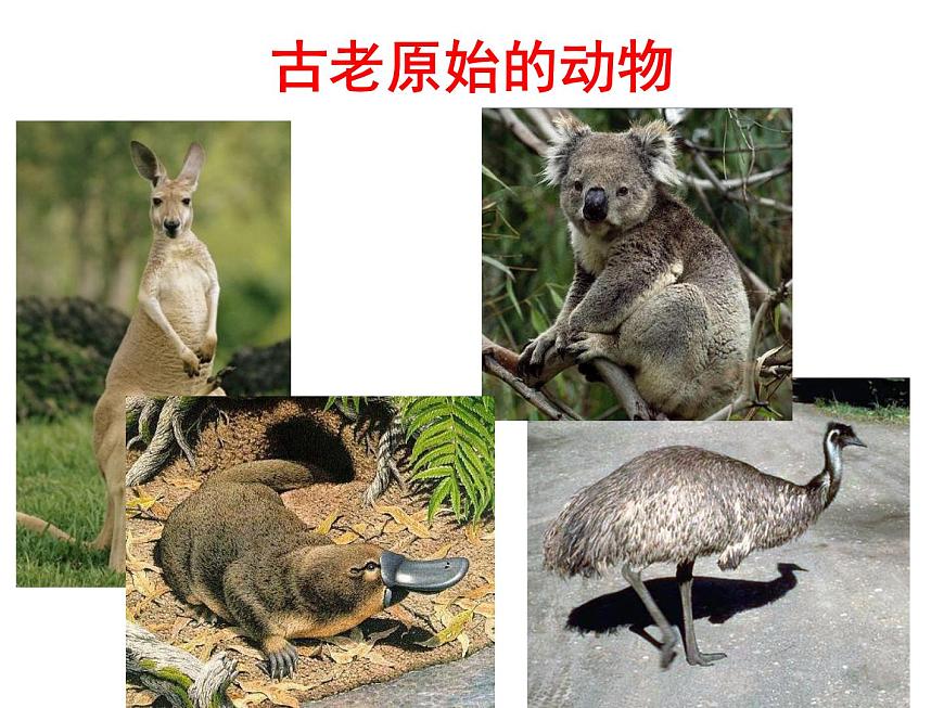 【粵教版】七年級地理下冊課件10.3 大洋洲概述第7頁