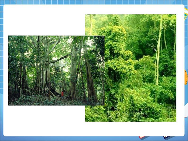 晋教版地理八年级下册:8.1《西双版纳——晶莹透亮的“绿宝石”》课件PPT03