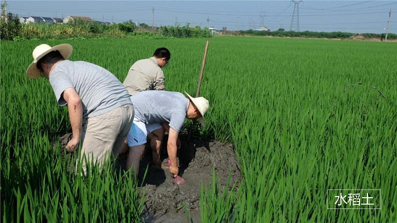 7.1南方地区—区域特征第7页