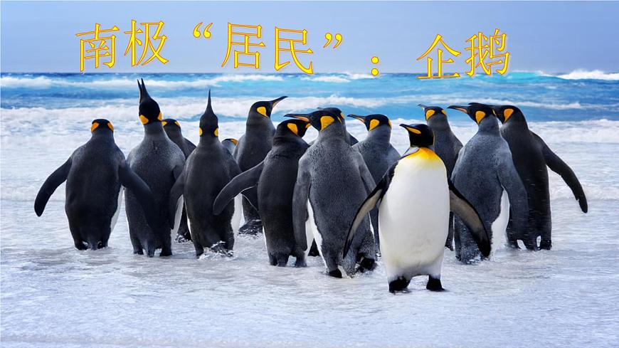 七年級(jí)地理下冊(cè)第十章極地地區(qū)課件新版新人教版第7頁(yè)