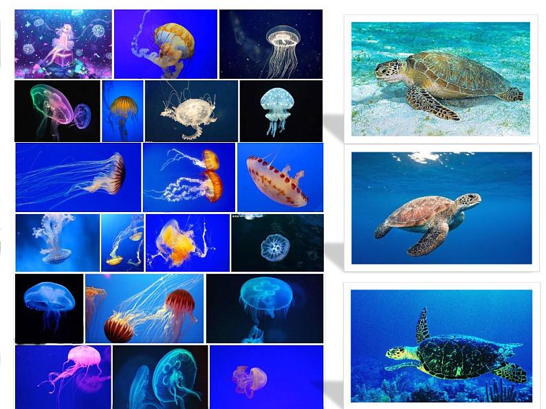 商务星球版地理八年级下册 第九章 第二节 海洋利用与保护(课件)04
