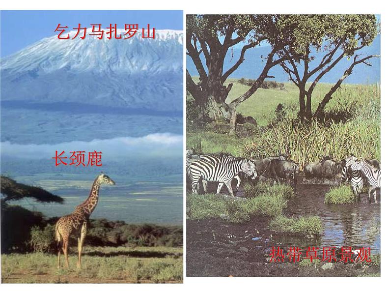 人教版七下地理 8.3撒哈拉以南非洲 课件第3页