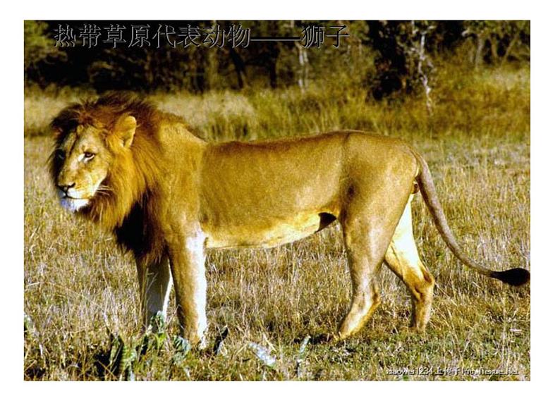 人教版七下地理 8.3撒哈拉以南非洲 课件第7页