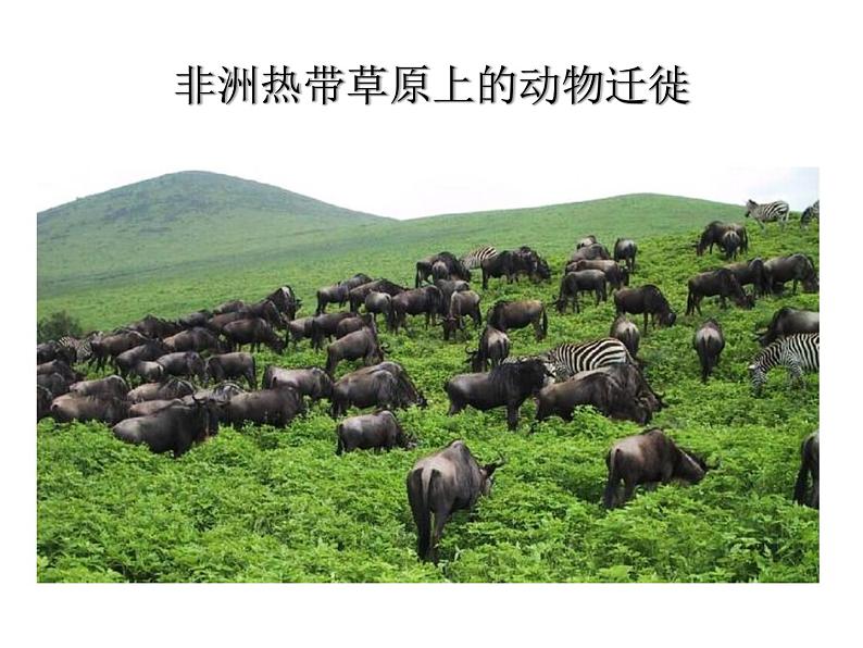 人教版七下地理 8.3撒哈拉以南非洲 课件第8页