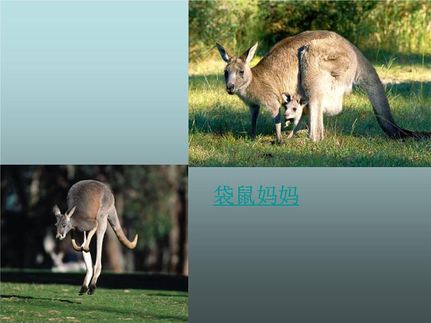 粵教版七下地理  10.3大洋洲概述 課件第5頁