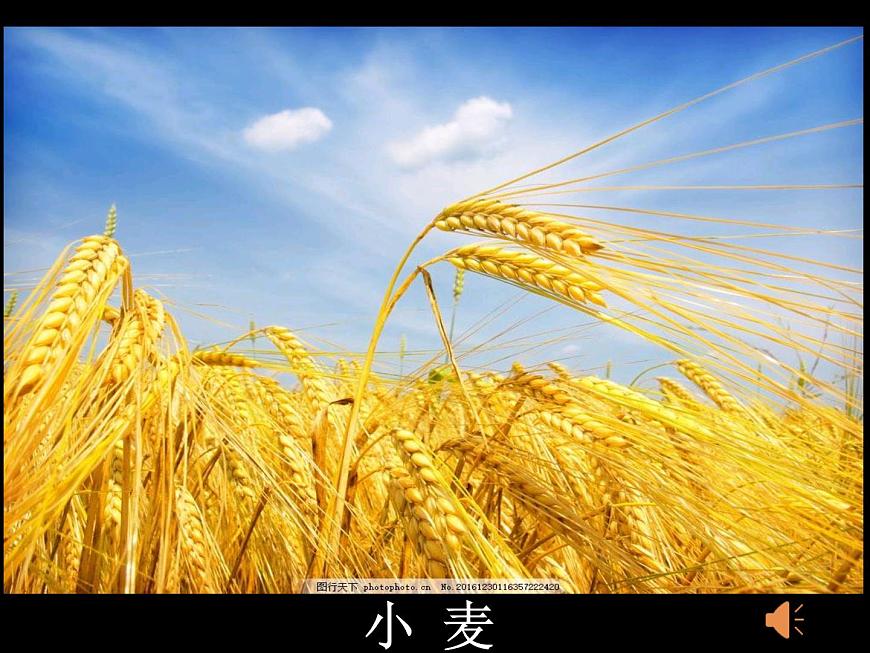 初中地理中圖版七年級上冊 土地資源 ()部優(yōu)課件第7頁