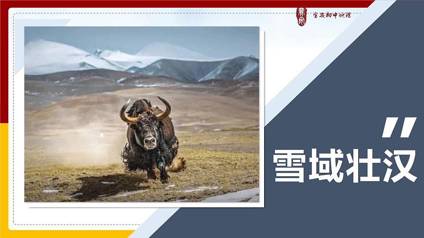 初中 初二 地理 《青藏地區(qū)》 微課（上交版） 課件第4頁