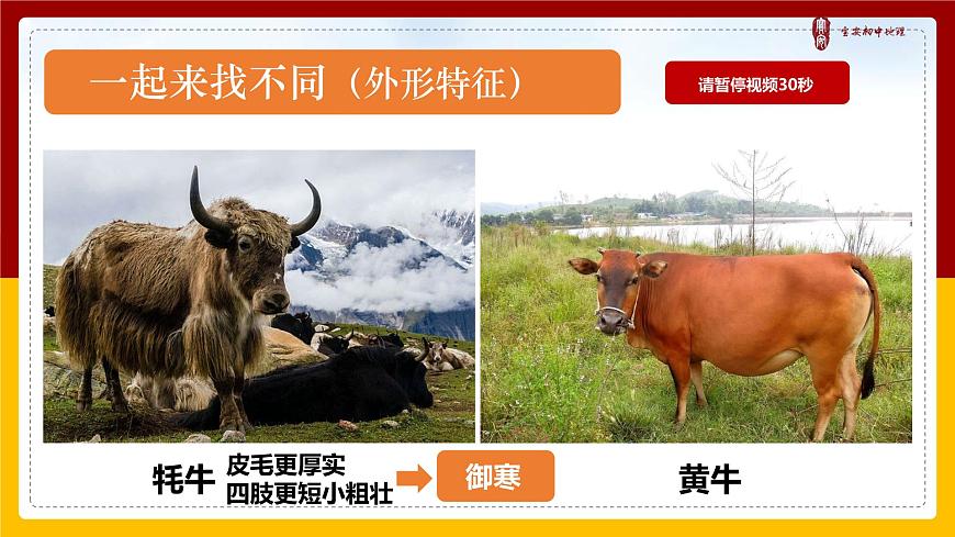 初中 初二 地理 《青藏地區(qū)》 微課（上交版） 課件第5頁