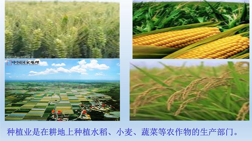 4.1因地制宜發(fā)展農(nóng)業(yè) （課件）- 2022-2023學年八年級上冊同步備課系列（商務星球版）第5頁