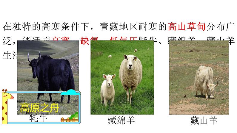 2022年人教版地理八年级第九章青藏地区第一节自然特征与农业(第二课时)PPT课件06