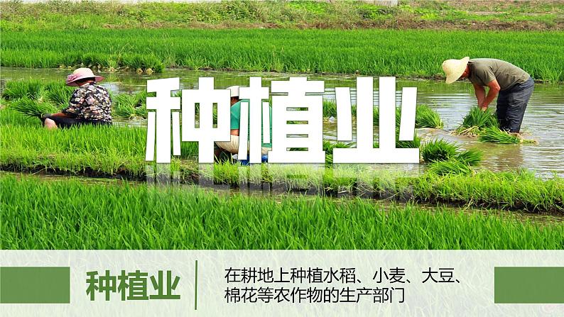 4.2农业(第1课时)(课件)-2022-2023学年八年级地理上册同步备课系列(人教版)06
