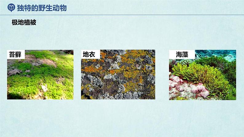 7.5北极地区和南极地区(第2课时)(课件)-2022-2023学年七年级地理下册同步优质备课包课件+教案+练习(湘教版)08