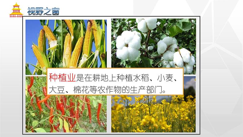 专题4.2 农业(同步课件)初中地理(鲁教版五四学制)七年级上册 (共51张PPT)05