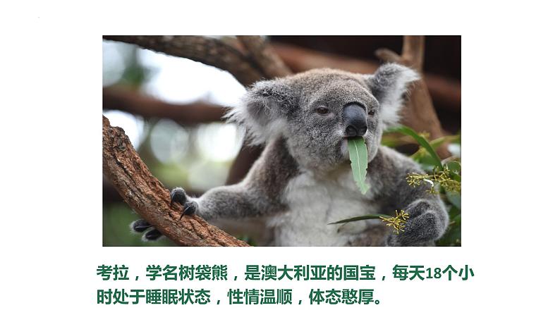 8.4澳大利亚课件七年级地理下学期人教版08