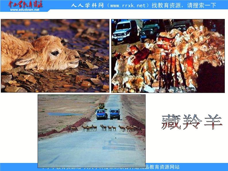 第六章 第四节 青藏地区课件PPT06