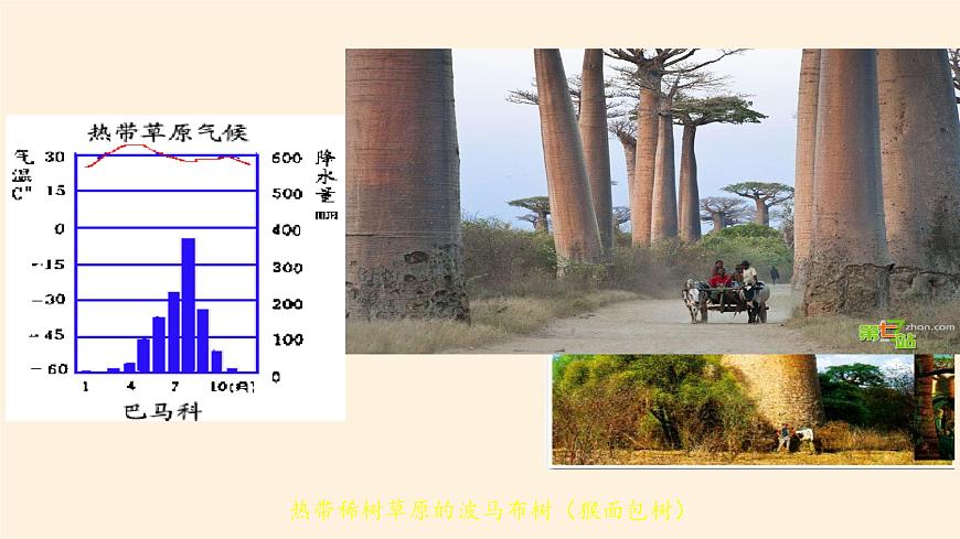 人教版初中地理七年級(jí)下冊(cè) 第三節(jié) 撒哈拉以南非洲 課件第6頁(yè)