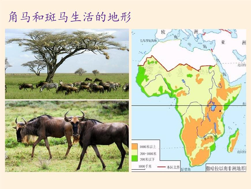 人教版初中地理七年級下冊 第三節(jié) 撒哈拉以南非洲 課件第4頁