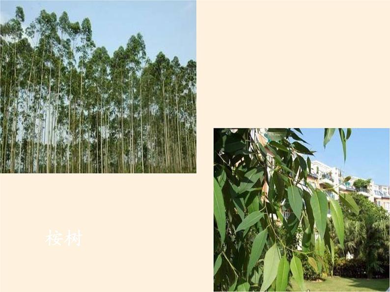 人教版初中地理七年级下册 第四节 澳大利亚 课件05
