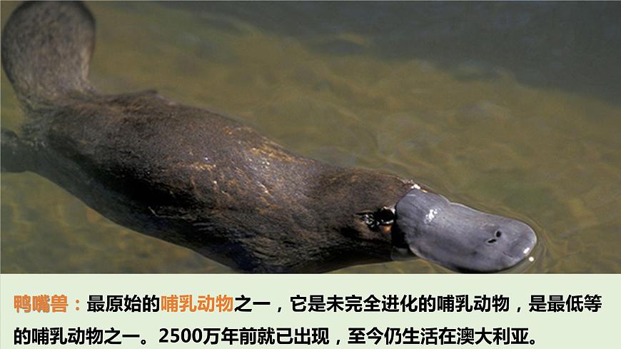 中圖版地理八下第7章第三節(jié)澳大利亞第2課時課件第7頁