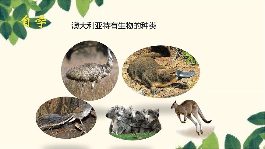 人教版地理七年級(jí)下冊(cè) 第八章 東半球其他的地區(qū)和國(guó)家第四節(jié) 澳大利亞第 四節(jié) 澳大利亞-課件第6頁
