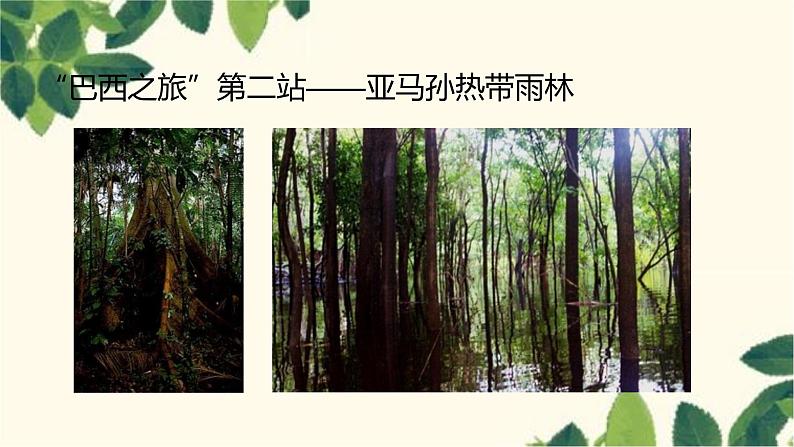 人教版地理七年级下册 第九章 西半球的国家第二节 巴西第二课 时 热带雨林 的开发与保护-课件第3页