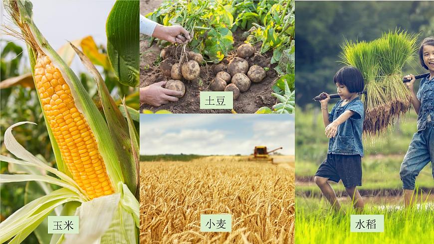 4.1+因地制宜發(fā)展農業(yè)(第1課時)(課件)-2023-2024學年八年級地理上冊同步精品備課(課件+分層練習)(商務星球版)第5頁
