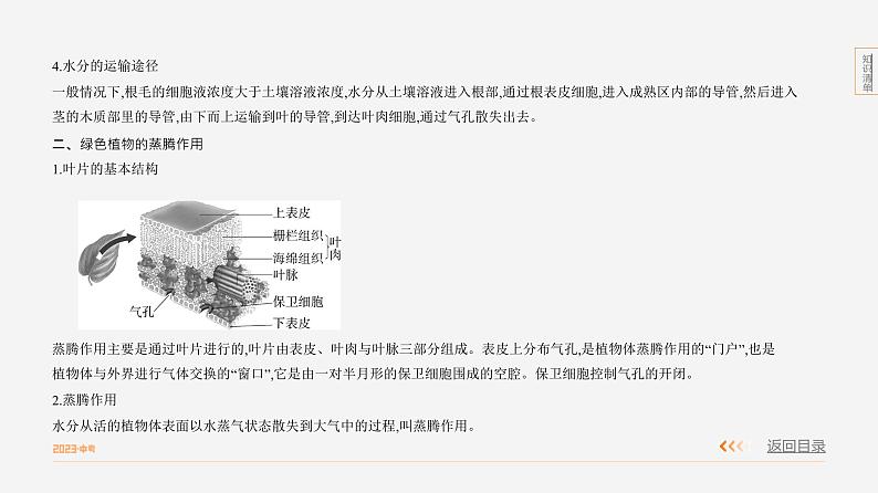 专题2 绿色植物的生理活动第3页