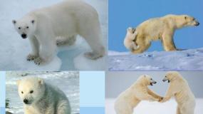 初中地理第五节 北极地区和南极地区教案配套课件ppt