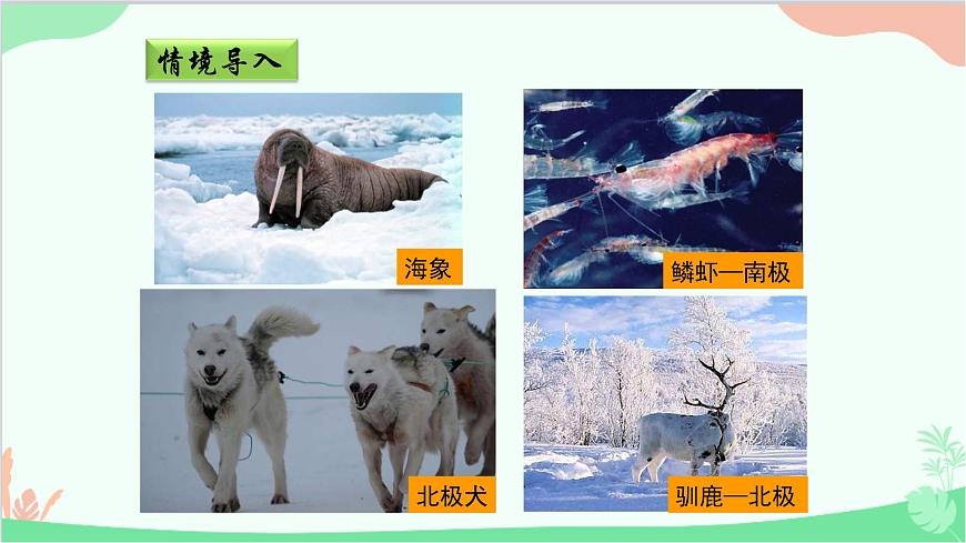 商務(wù)星球版地理七年級下冊 7.5 極地地區(qū)課件第6頁