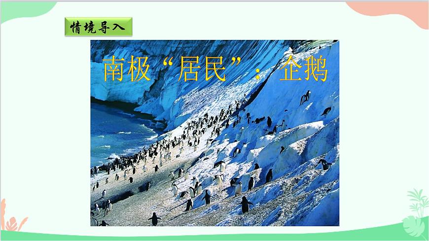 商務(wù)星球版地理七年級下冊 7.5 極地地區(qū)課件第7頁