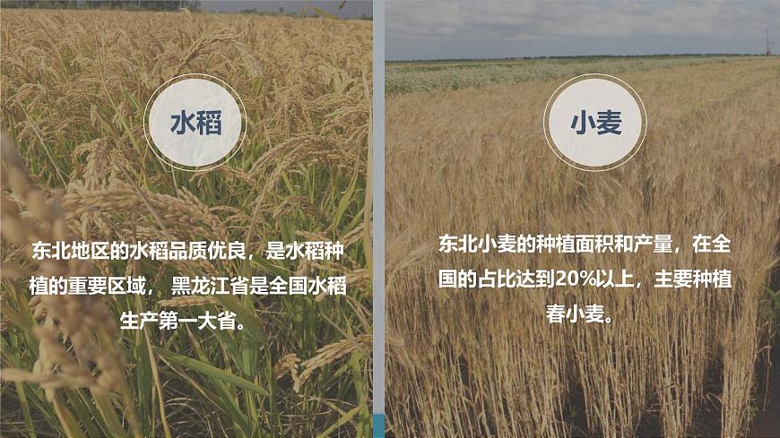 湘教版8下第六章 第三節(jié) 《東北地區(qū)的產(chǎn)業(yè)分布》教學課件第7頁