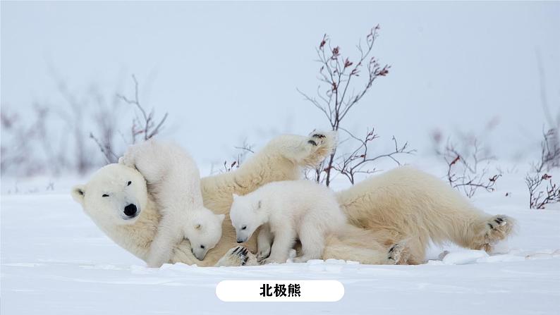 湘教版初中地理7下第七章 第五节 《北极地区和南极地区》教学课件(第2课时)07