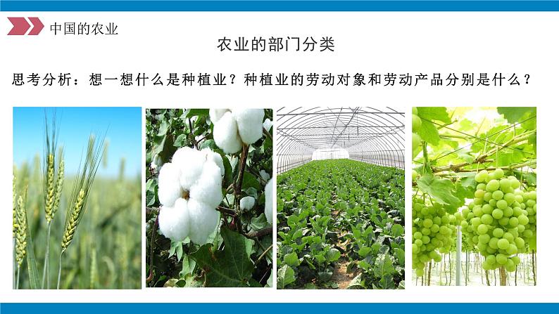 人教版初中地理八年级上册 4.2.1 农业(课件+教案+练习+导学案)07