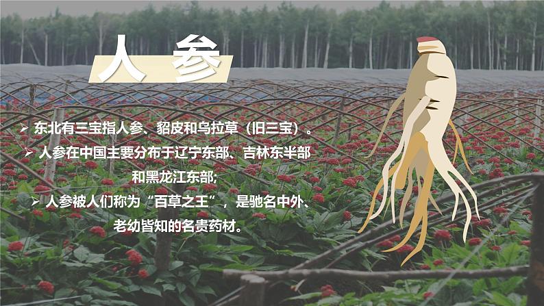 湘教版初中地理八年级下册6.3东北的产业的分布 课件第2页
