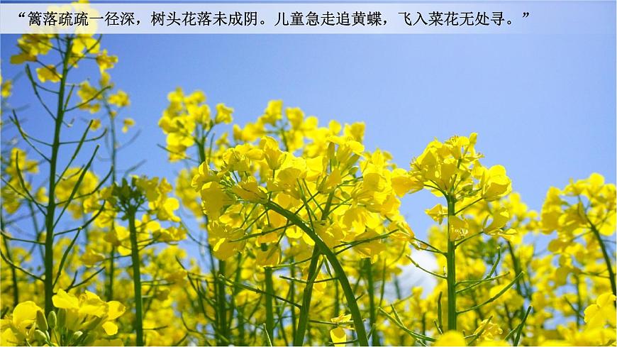 7.2“魚米之鄉(xiāng)”長江三角洲（教學課件）第5頁
