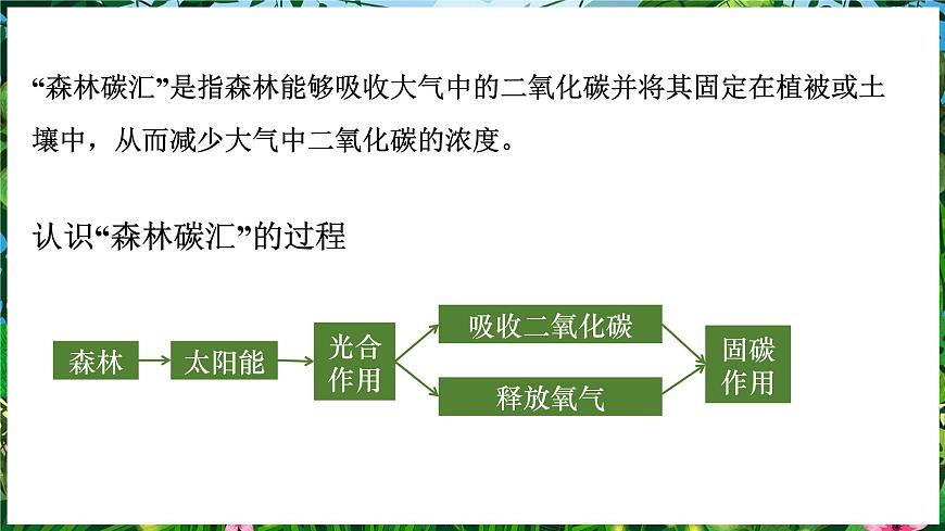 【人教新版】跨學(xué)科主題學(xué)習(xí) 《探尋熱帶雨林的固碳功能》教學(xué)課件第5頁