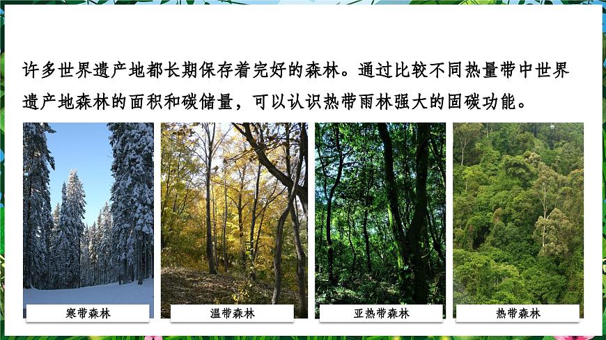 【人教新版】跨學(xué)科主題學(xué)習(xí) 《探尋熱帶雨林的固碳功能》教學(xué)課件第6頁